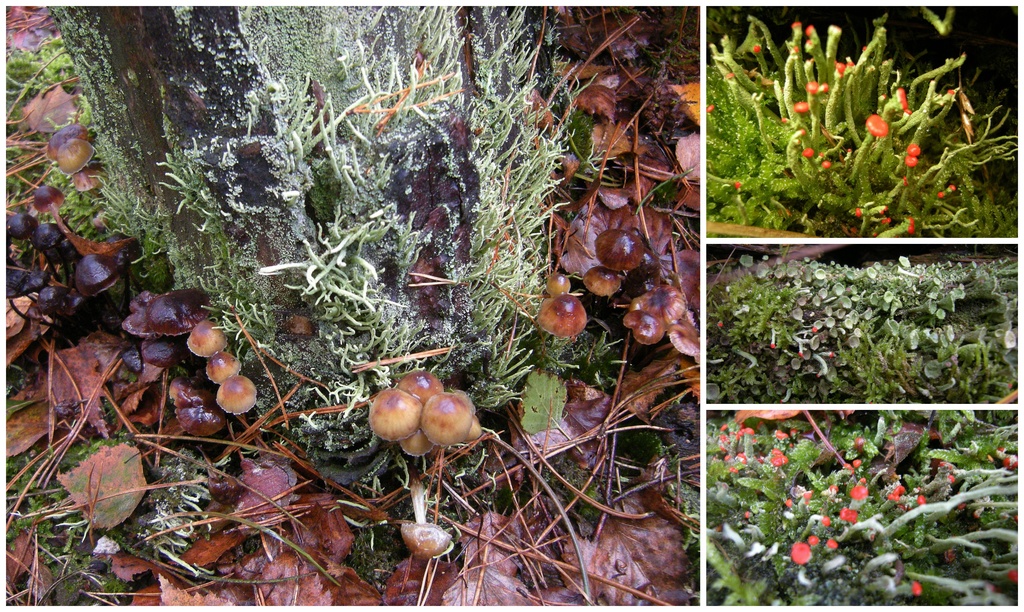 Collage moss and fungus by pyrrhula