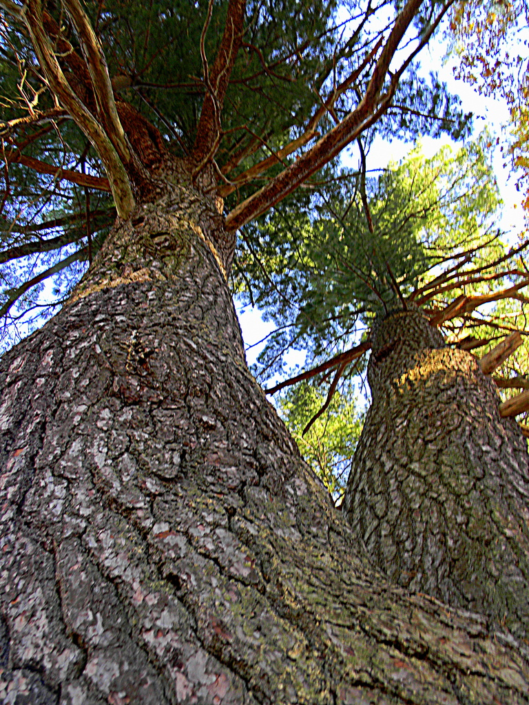 Under a giant pine... by homeschoolmom