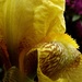 Iris unfolded by maggiemae