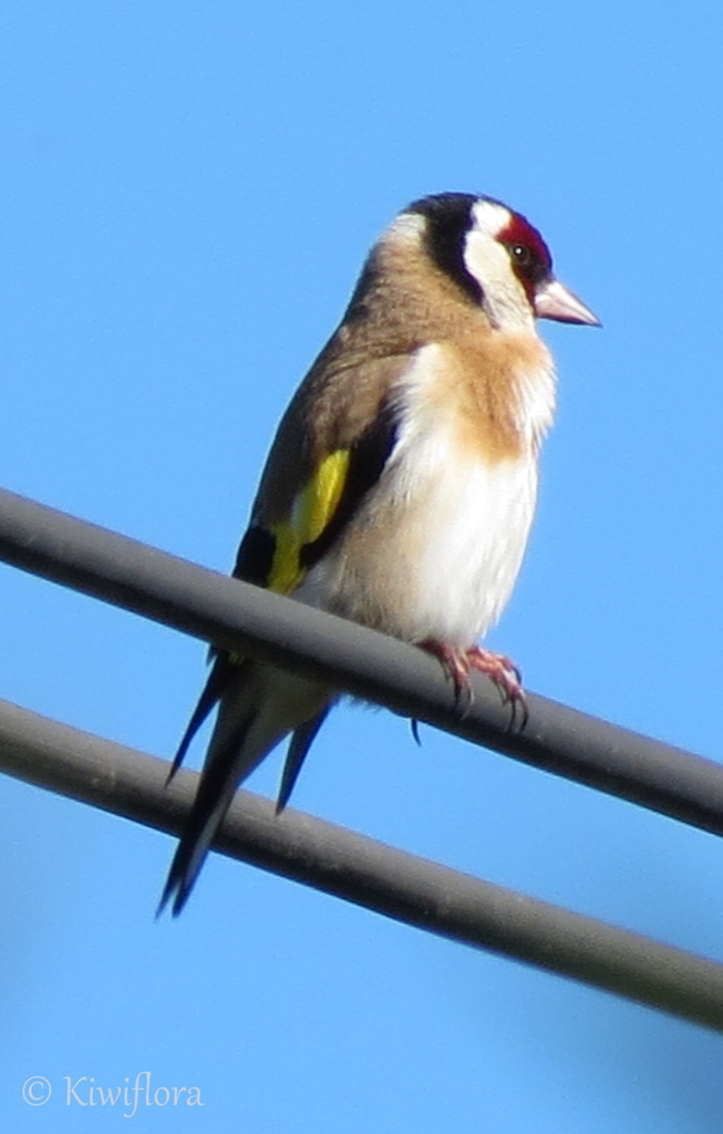 Goldfinch by kiwiflora