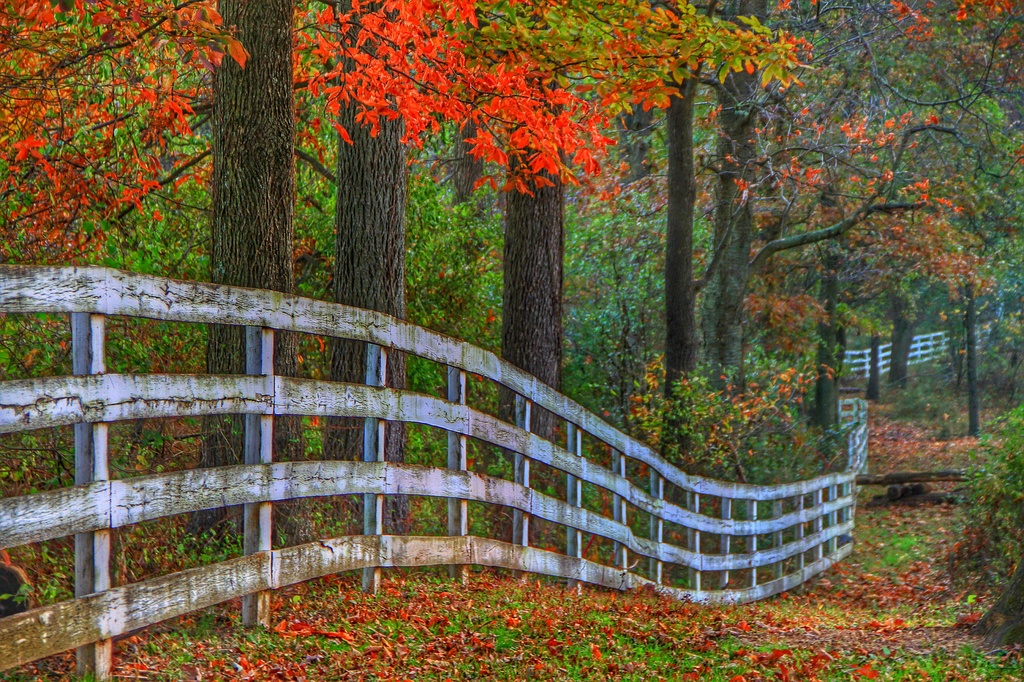 Autumn Fence by sbolden