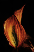 5th Nov 2013 - Fading Hosta Leaf