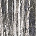 Eucalyptus Trees by joysfocus