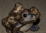 3rd Nov 2013 - Frogs