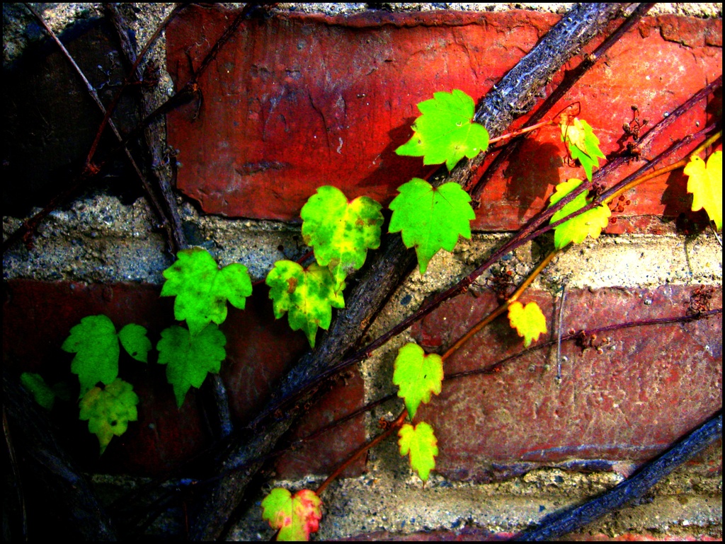 Vine and Bricks by olivetreeann