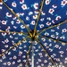 Umbrella by kjarn