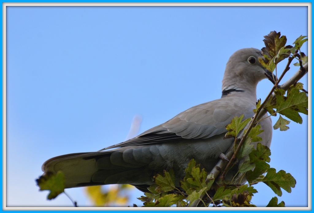 Another collared dove by rosiekind
