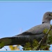 Another collared dove by rosiekind