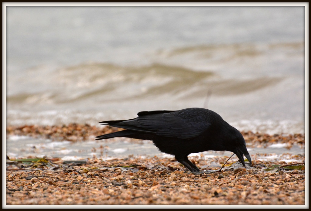Not so shy crow by rosiekind