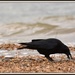 Not so shy crow by rosiekind