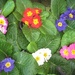 Primroses ready for planting by foxes37