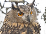 10th Sep 2010 - Horned owl.