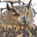 Horned owl. by maggie2