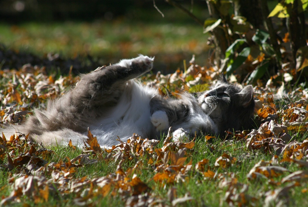 Rolling in the leaves by mittens