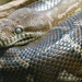 Centralian Carpet Python  by onewing