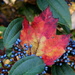 Fall Leaf in the Davidii Viburnum by calm