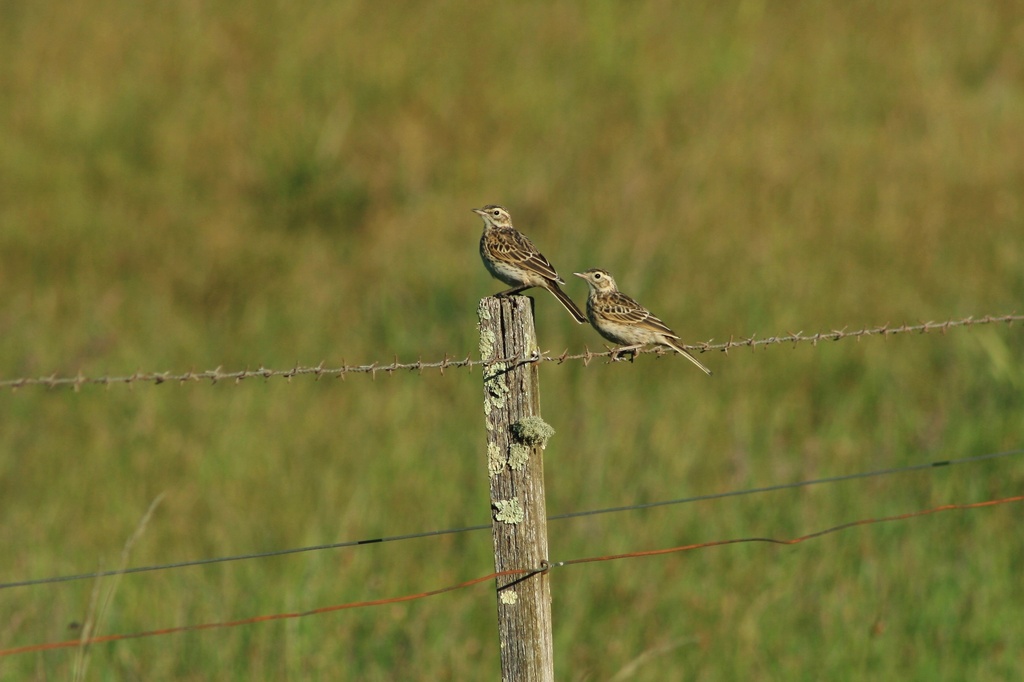 Richard's Pipit by wenbow