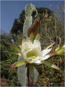 7th Nov 2013 - Cereus cactus in bloom