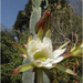 Cereus cactus in bloom by kerenmcsweeney