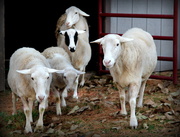 6th Nov 2013 - Encounter with Sheep