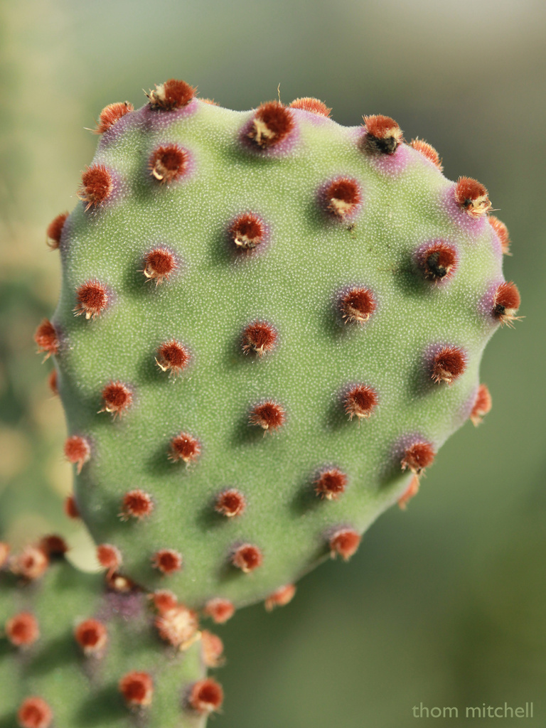 “Polka-dot Cactus” by rhoing