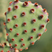 “Polka-dot Cactus” by rhoing
