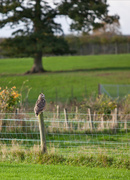 6th Nov 2013 - Eagle owl