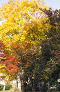 6th Nov 2013 - More Autumn Colour