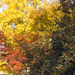 More Autumn Colour by hjbenson