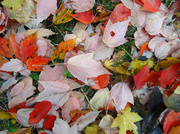 6th Nov 2013 - Day 155 Leaves