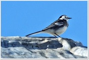 7th Nov 2013 - Pied Wagtail