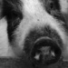 No Pig by wenbow