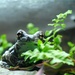 Feeding my Frog Fix by alophoto