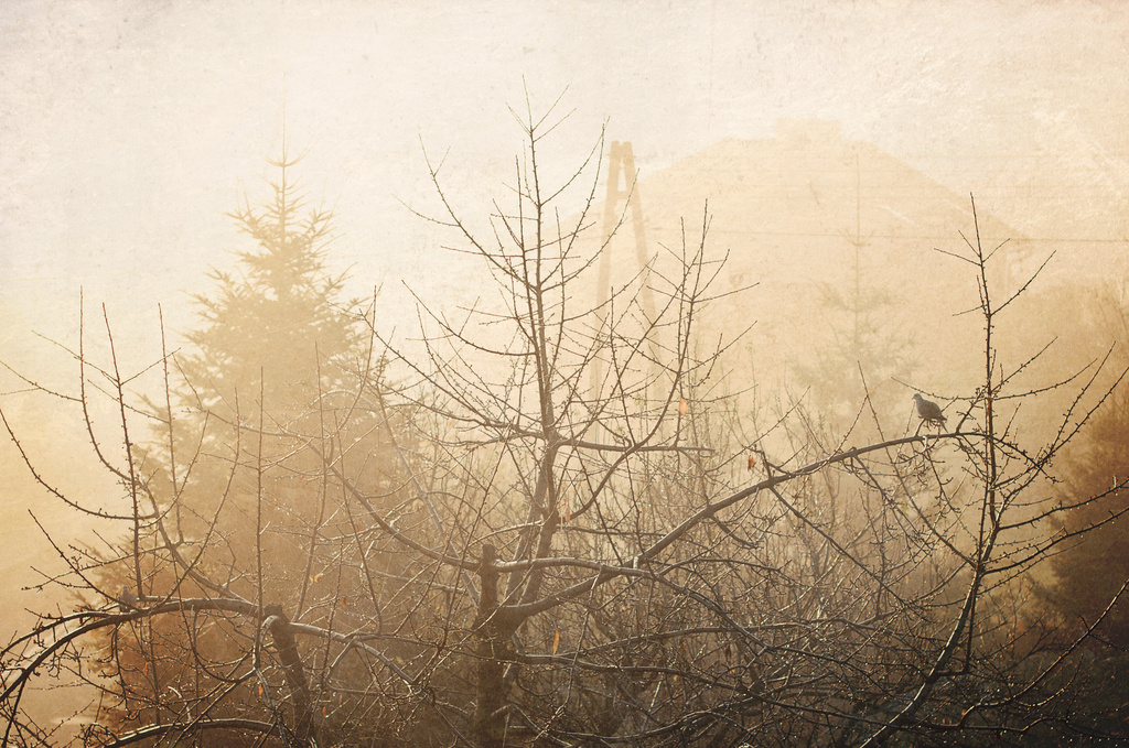 The fog by walia