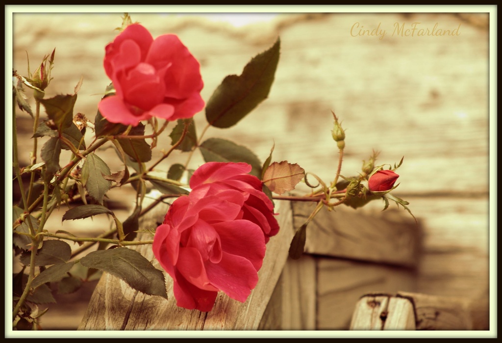 Autumn Roses by cindymc