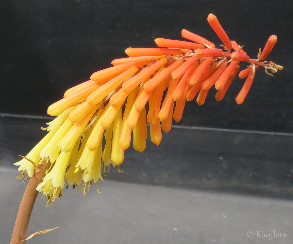 Kniphofia 'Dwarf Orange' by kiwiflora