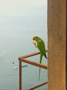 7th Nov 2013 - Look who's Bird-watching...