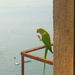 Look who's Bird-watching... by amrita21