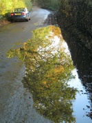7th Nov 2013 - Tree in a puddle
