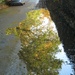 Tree in a puddle by angelar