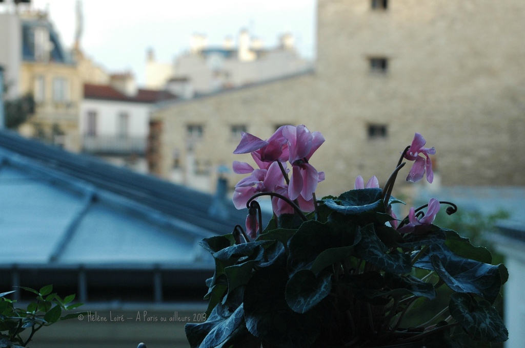 Flowers in the city by parisouailleurs