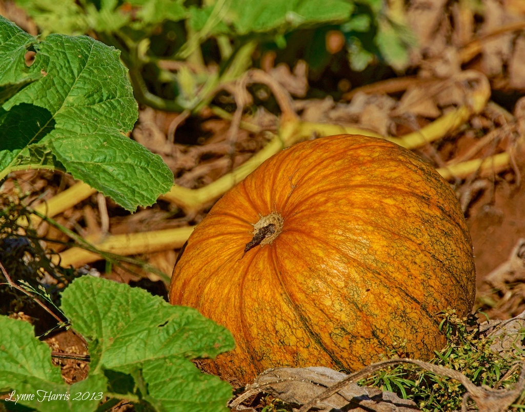 Pumpkin Garden by lynne5477