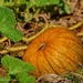 Pumpkin Garden by lynne5477