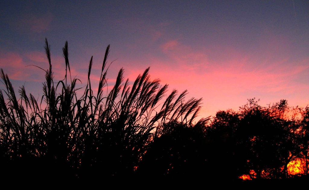 Ornamental grass at sunset by mittens