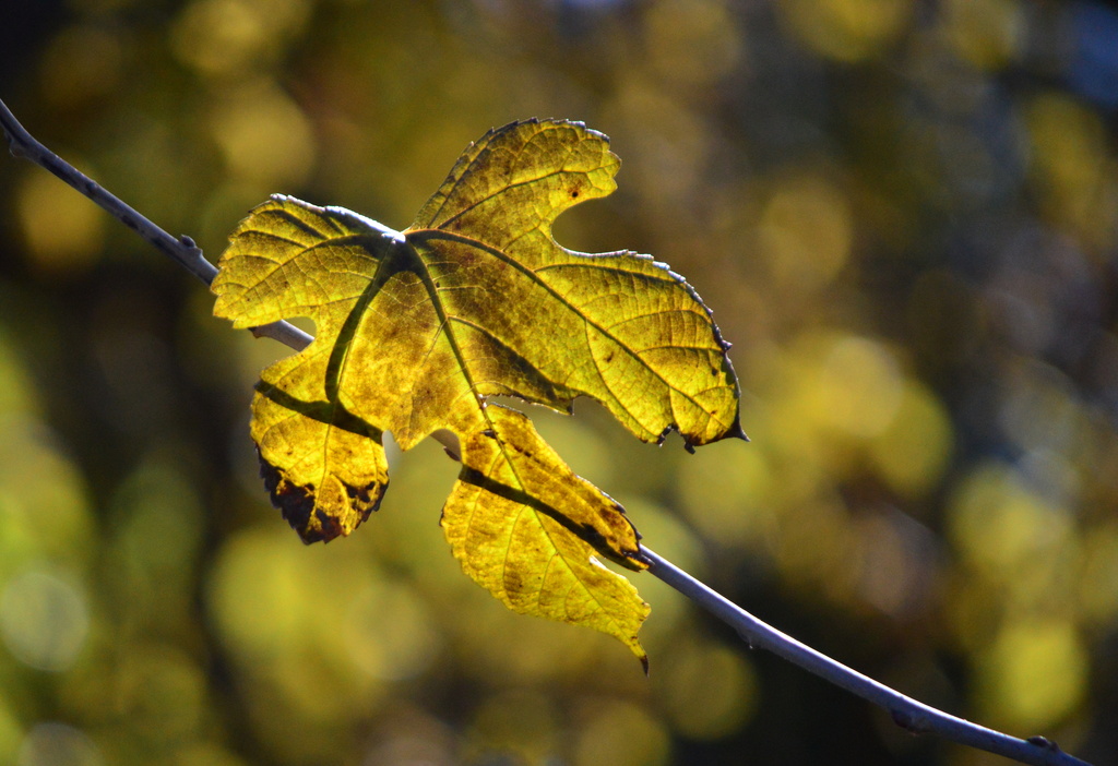 Leaf by kareenking