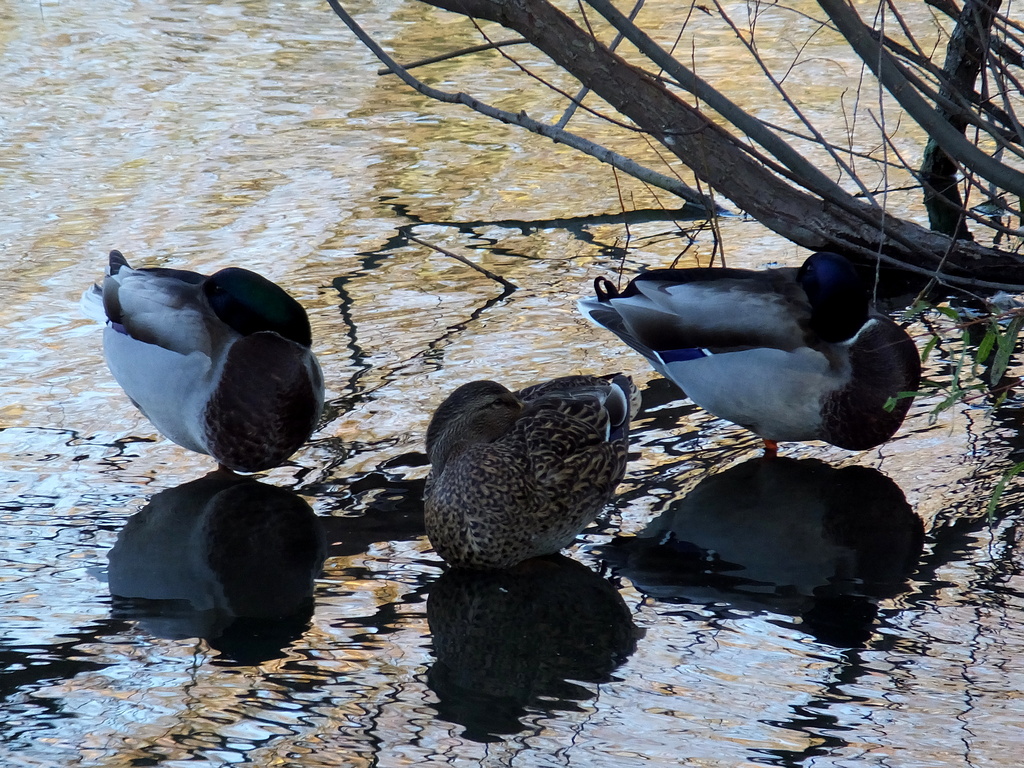 Reflecting Ducks by linnypinny
