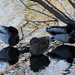 Reflecting Ducks by linnypinny