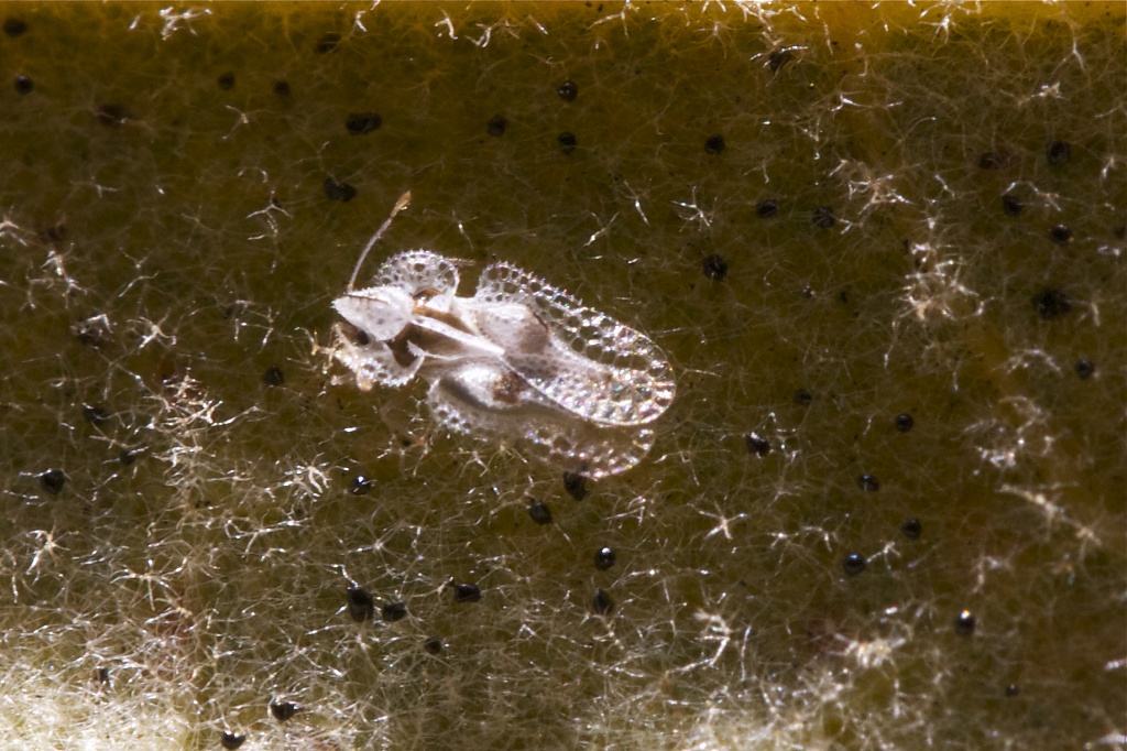 Sycamore Lace Bug by robv