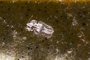 10th Sep 2010 - Sycamore Lace Bug