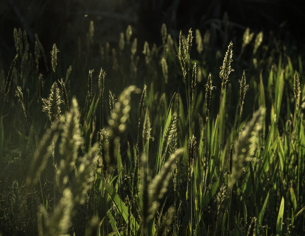 grassy by kali66